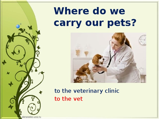 Where do we carry our pets? to the veterinary clinic to the vet 