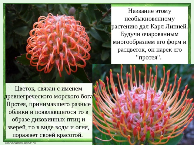 Название этому необыкновенному растению дал Карл Линней. Будучи очарованным многообразием его форм и расцветок, он нарек его 