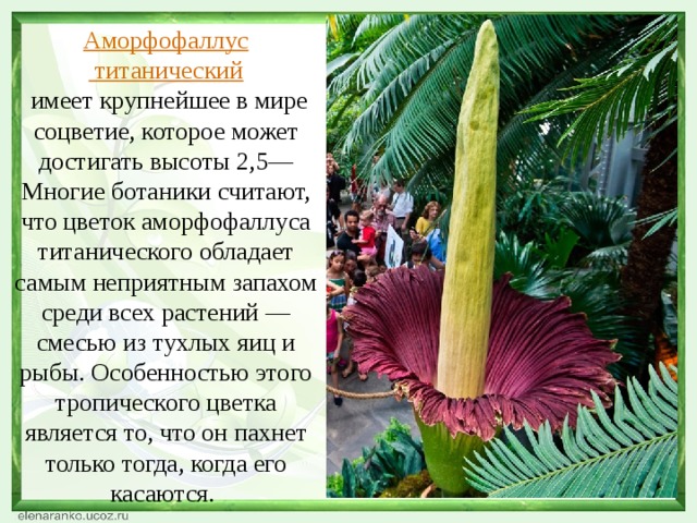 Аморфофаллус титанический   имеет крупнейшее в мире соцветие, которое может достигать высоты 2,5— Многие ботаники считают, что цветок аморфофаллуса титанического обладает самым неприятным запахом среди всех растений — смесью из тухлых яиц и рыбы. Особенностью этого тропического цветка является то, что он пахнет только тогда, когда его касаются. 