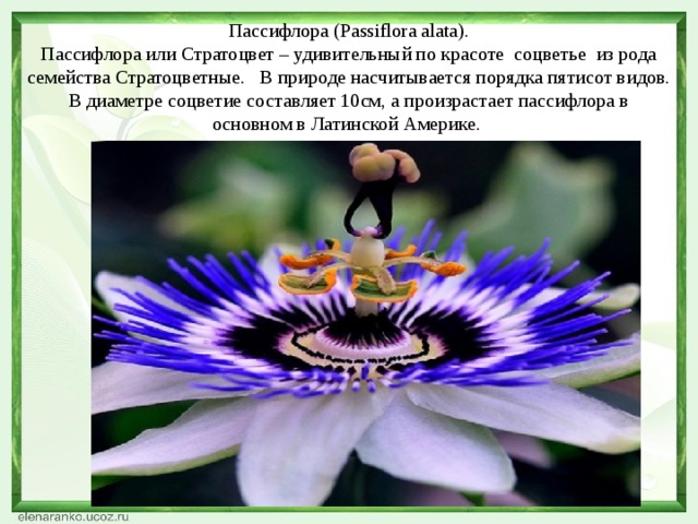 Пассифлора (Passiflora alata).  Пассифлора или Стратоцвет – удивительный по красоте соцветье из рода семейства Стратоцветные. В природе насчитывается порядка пятисот видов. В диаметре соцветие составляет 10см, а произрастает пассифлора в основном в Латинской Америке.    