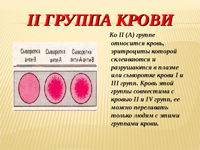 II ГРУППА КРОВИ  Ко II (А) группе относится кровь, эритроциты которой склеиваются и разрушаются в плазме или сыворотке крови I и III групп. Кровь этой группы совместима с кровью II и IV групп, ее можно переливать только людям с этими группами крови. 