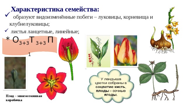 Формула о3 3т3 3п1. Формула цветка лилейных растений. Формула и диаграмма цветка семейства лилейных. Формула цветка семейства Лилейные. Семейство Лилейные диаграмма цветка.