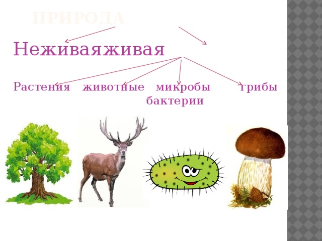 Растения грибы животные 5 класс