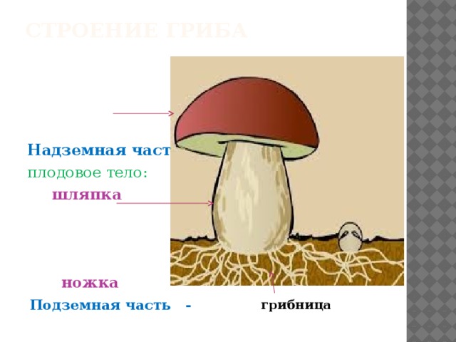 Части гриба 2 класс окружающий мир