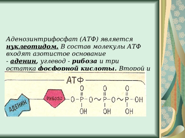 Углевод в составе атф. Строение АТФ углевод. Строение молекулы АТФ. В состав молекулы АТФ входят. Состав АТФ.