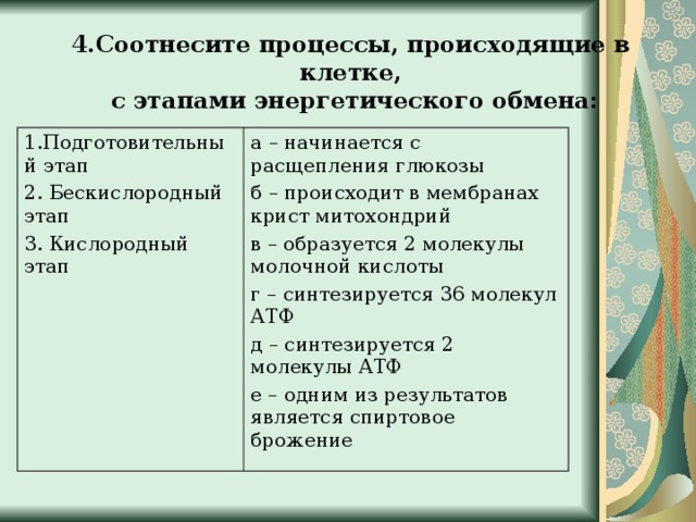 Установите соответствие процессов энергетического обмена