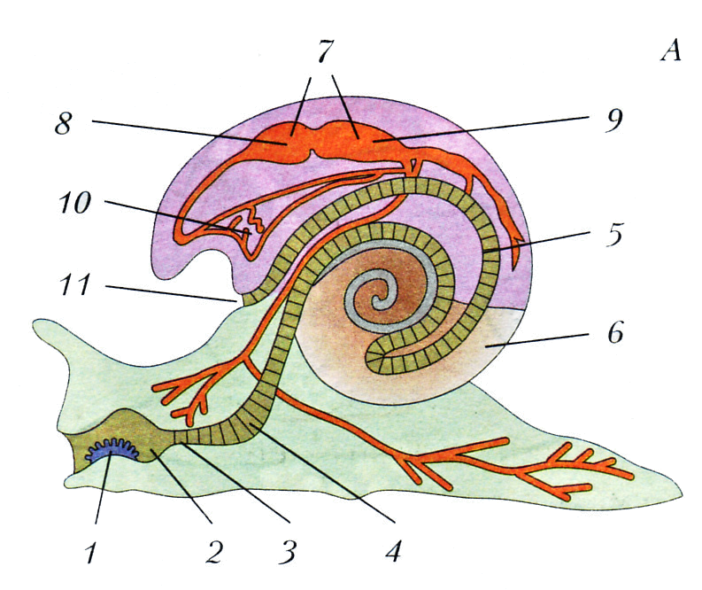 Улитка является органом. Брюхоногие моллюски строение системы. Класс брюхоногие моллюски улитки. Внутреннее строение брюхоногого моллюска. Внутреннее строение брюхоногих моллюсков.