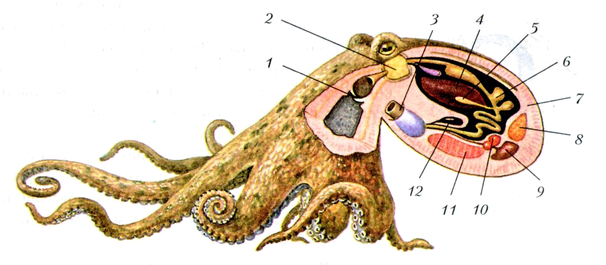 Отдел головоногие. Внешнее строение головоногих моллюсков. Внутреннее строение головоногих моллюсков осьминог. Головоногие моллюски строение 7 класс биология. Внешний вид и внутреннее строение осьминога.