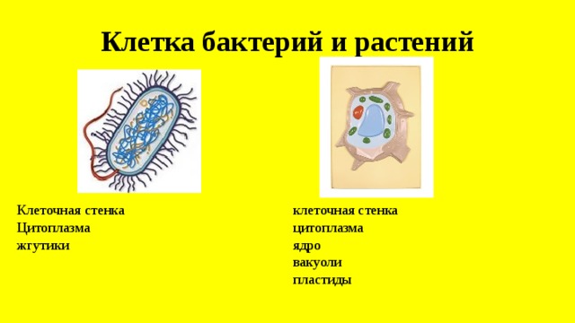 Чем отличается бактериальная клетка от. Пластиды бактериальной клетки. У бактерий есть хлоропласты. Вакуоли бактериальной клетки. Клетка бактерии и растения.
