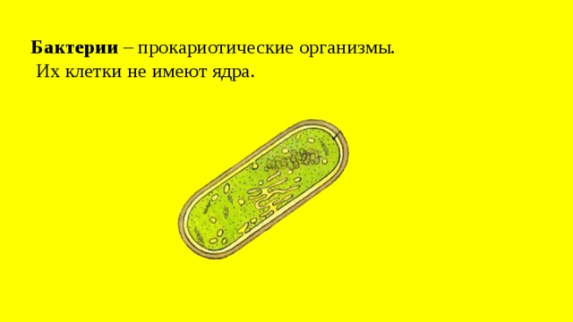 В клетках бактерий есть ядро. Бактериальная клетка. Бактерии без ядра. Клетки бактерий не имеют. Ядро бактериальной клетки.