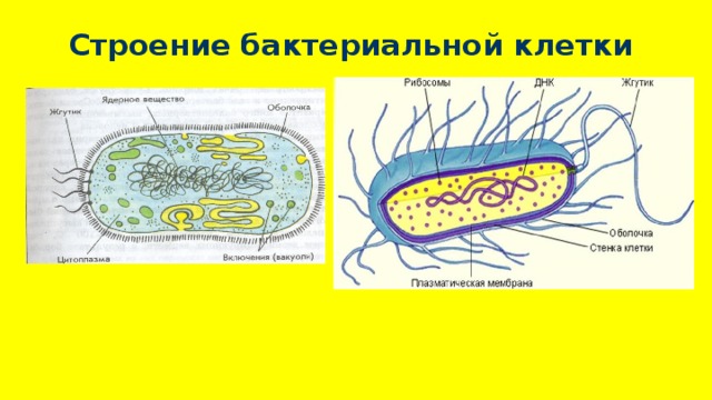 Строение клетки бактерии рисунок