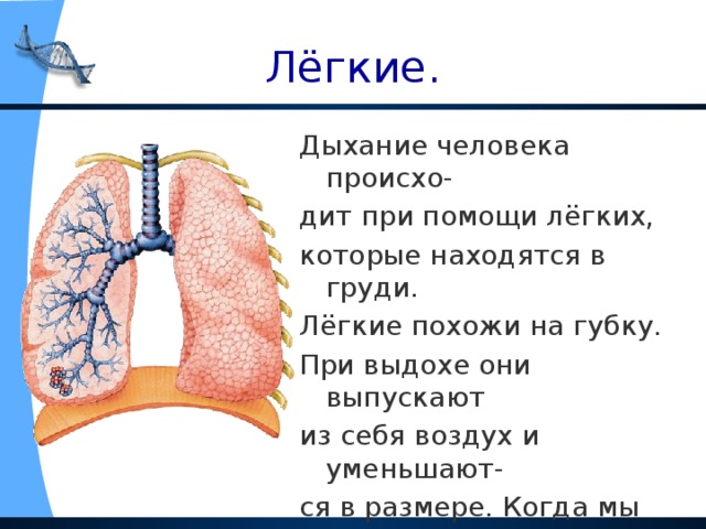 На рисунке изображены вдох и выдох человека определите на каком из рисунков изображен