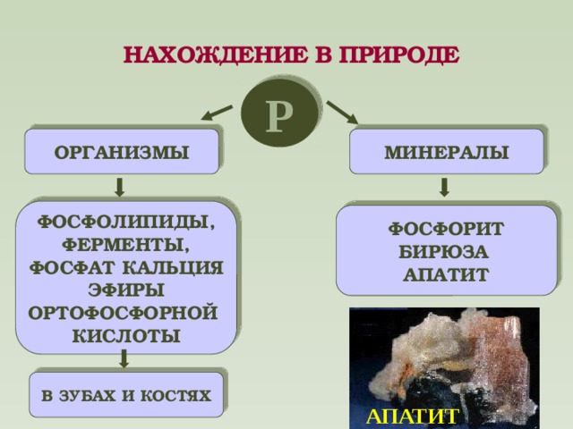 НАХОЖДЕНИЕ В ПРИРОДЕ Р ОРГАНИЗМЫ МИНЕРАЛЫ ФОСФОЛИПИДЫ, ФЕРМЕНТЫ, ФОСФАТ КАЛЬЦИЯ  ЭФИРЫ ОРТОФОСФОРНОЙ КИСЛОТЫ ФОСФОРИТ БИРЮЗА АПАТИТ В ЗУБАХ И КОСТЯХ АПАТИТ  