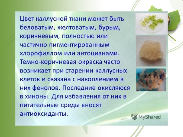 Каллусная ткань презентация