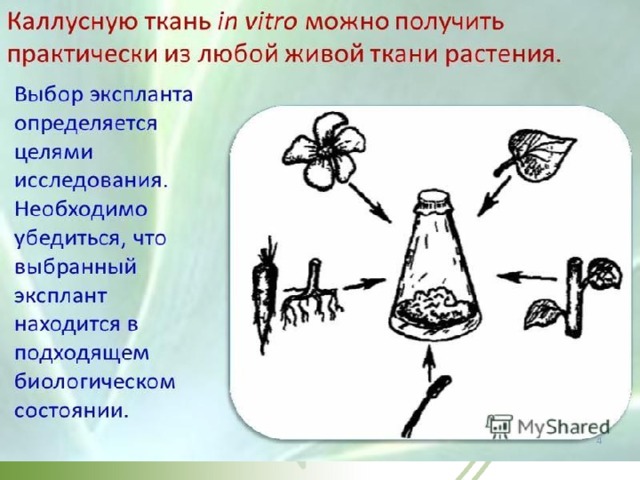 Каллусная ткань презентация