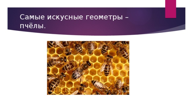 Самые искусные геометры – пчёлы. 