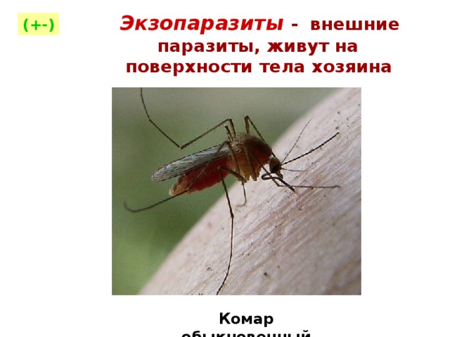  Экзопаразиты  - внешние паразиты, живут на  поверхности тела хозяина  (+-)  Комар обыкновенный  