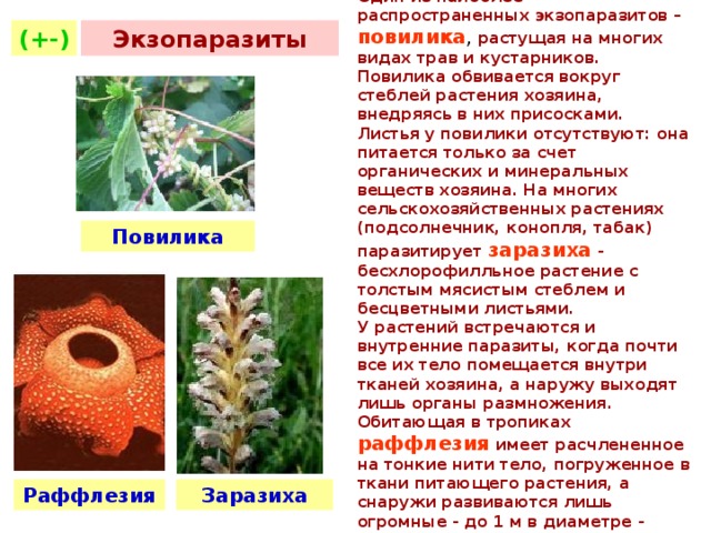 Примерами дегенерации являются. Повилика растение паразит. Повилика и заразиха растения паразиты. Присоски растений паразитов. Растения паразиты презентация.