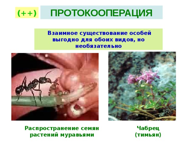 ПРОТОКООПЕРАЦИЯ (++)  Взаимное существование особей выгодно для обоих видов, но необязательно Распространение семян растений муравьями Чабрец (тимьян)  