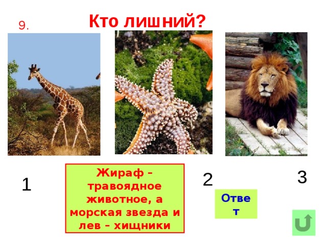 Кто лишний? 9. 3 Жираф – травоядное животное, а морская звезда и лев – хищники 2 1 Ответ  