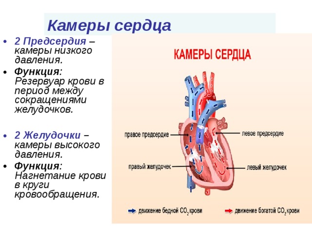 Назовите камеры сердца человека обозначенные на рисунке цифрами 2 и 6 какая кровь