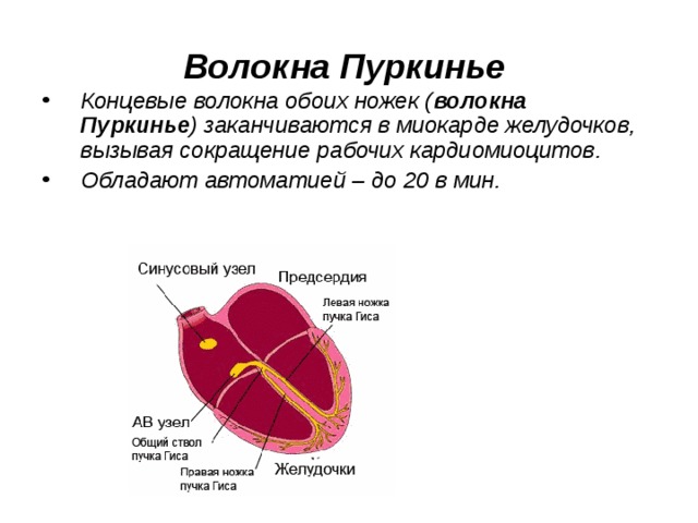 Волокна пуркинье гистология рисунок