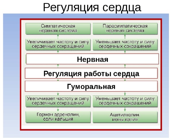 Регуляция деятельности сердца схема