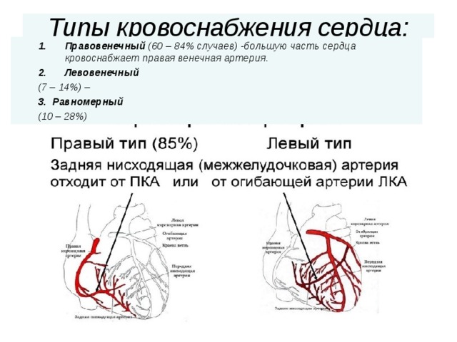 Кровоснабжение сердца картинка