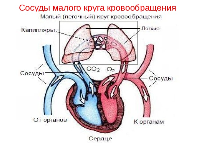 Малый легочный круг кровообращения. Основные артерии и вены малого круга кровообращения. Малый круг кровообращения газообмен происходит