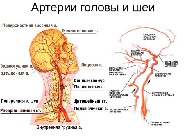 Задняя соединительная артерия мозга