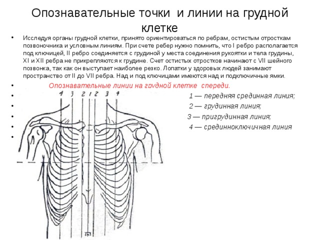 Схема строения межреберного промежутка