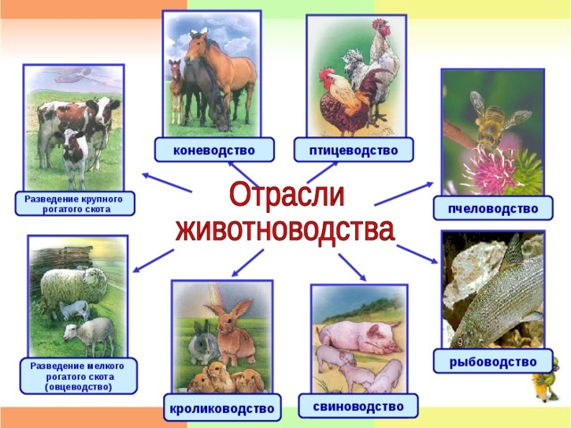 Окружающий мир 4 класс животноводство презентация 4 класс