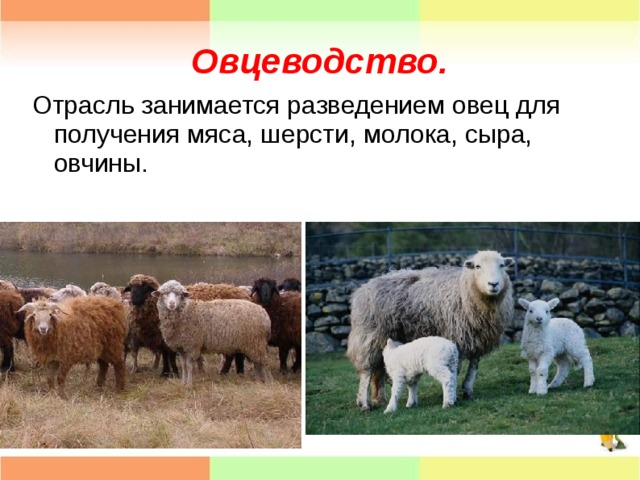Виды содержания овец. Овцеводство отрасль животноводства. Овцеводство презентация. Овца для презентации. Презентация на тему овцеводство.