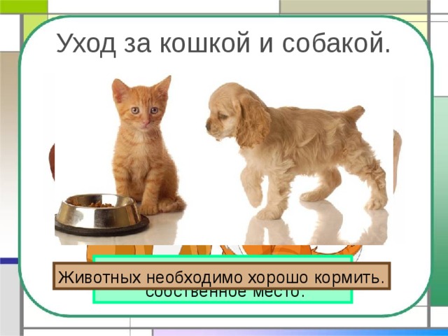 Уход за кошкой и собакой. У кошки и собаки должно быть  собственное место. Животных необходимо хорошо кормить. 