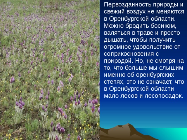Первозданность природы и свежий воздух не меняются в Оренбургской области. Можно бродить босиком, валяться в траве и просто дышать, чтобы получить огромное удовольствие от соприкосновения с природой. Но, не смотря на то, что больше мы слышим именно об оренбургских степях, это не означает, что в Оренбургской области мало лесов и лесопосадок. 