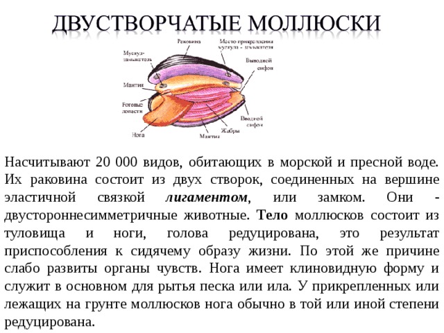 Внешнее строение раковин разных видов моллюсков сходны по