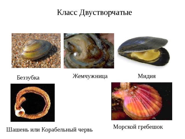 Класс Двустворчатые Жемчужница Мидия Беззубка Морской гребешок Шашень или Корабельный червь 