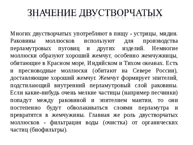 Многих двустворчатых употребляют в пищу - устрицы, мидии. Раковины моллюсков используют для производства перламутровых пуговиц и других изделий. Немногие моллюски образуют хороший жемчуг, особенно жемчужницы, обитающие в Красном море, Индийском и Тихом океанах. Есть и пресноводные моллюски (обитают на Севере России), доставляющие хороший жемчуг. Жемчуг формирует эпителий, подстилающий внутренний перламутровый слой раковины. Если какие-нибудь очень мелкие частицы (например песчинки) попадут между раковиной и эпителием мантии, то они постепенно будут обволакиваться слоями перламутра и превратятся в жемчужины. Главная же роль двустворчатых моллюсков - фильтрация воды (очистка) от органических частиц (биофильтры). 