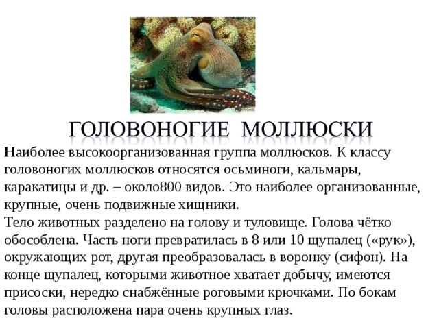 Сообщение о головоногих моллюсках