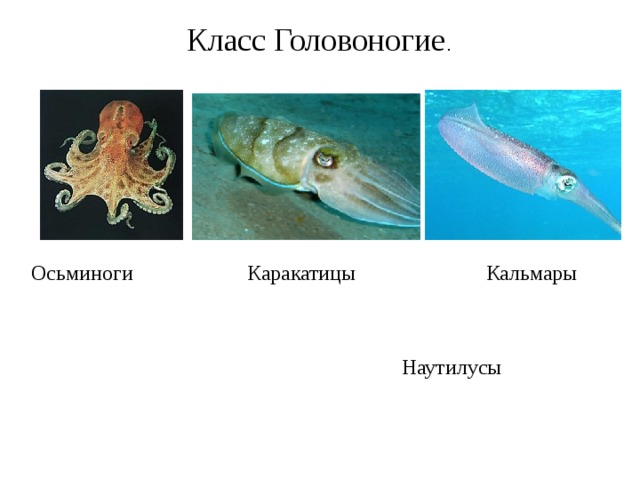 Класс Головоногие . Осьминоги Каракатицы Кальмары Наутилусы   