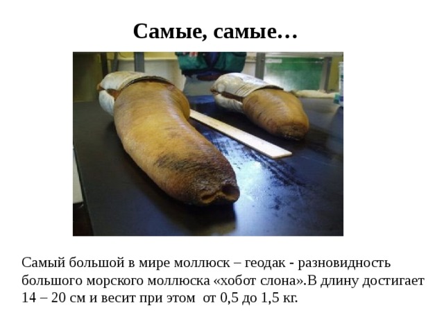 Самые, самые… Самый большой в мире моллюск – геодак - разновидность большого морского моллюска «хобот слона».В длину достигает 14 – 20 см и весит при этом от 0,5 до 1,5 кг. 