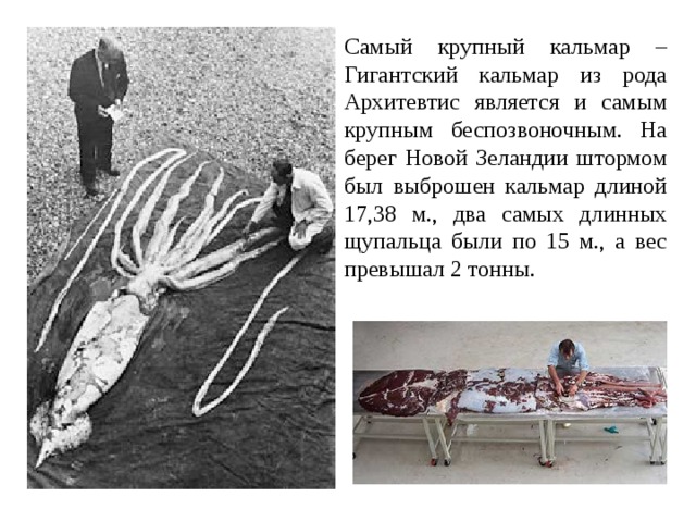 Самый крупный кальмар – Гигантский кальмар из рода Архитевтис является и самым крупным беспозвоночным. На берег Новой Зеландии штормом был выброшен кальмар длиной 17,38 м., два самых длинных щупальца были по 15 м., а вес превышал 2 тонны. 