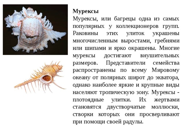 Мурексы Мурексы, или багрецы одна из самых популярных у коллекционеров групп. Раковины этих улиток украшены многочисленным выростами, гребнями или шипами и ярко окрашены. Многие мурексы достигают внушительных размеров. Представители семейства распространены по всему Мировому океану от полярных широт до экватора, однако наиболее яркие и крупные виды населяют тропическую зону. Мурексы - плотоядные улитки. Их жертвами становятся двустворчатые моллюски, створки которых они просверливают при помощи своей радулы. 