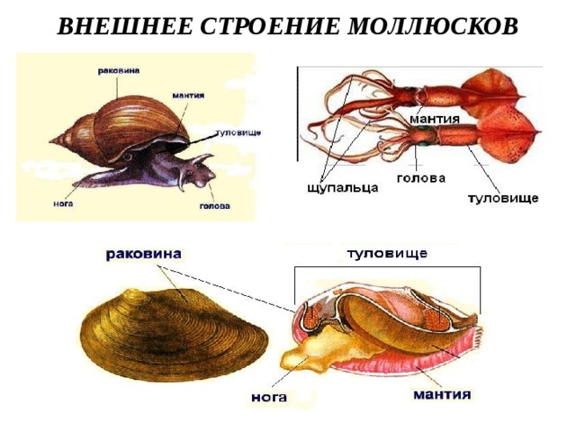 Что делают из раковин моллюсков