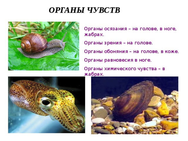 ОРГАНЫ ЧУВСТВ Органы осязания – на голове, в ноге, жабрах. Органы зрения – на голове. Органы обоняния – на голове, в коже. Органы равновесия в ноге. Органы химического чувства – в жабрах. 