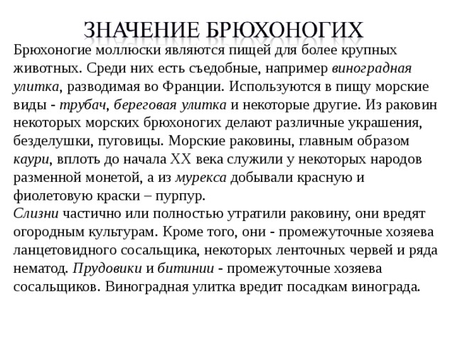 Брюхоногие моллюски являются пищей для более крупных животных. Среди них есть съедобные, например виноградная улитка , разводимая во Франции. Используются в пищу морские виды - трубач , береговая улитка и некоторые другие. Из раковин некоторых морских брюхоногих делают различные украшения, безделушки, пуговицы. Морские раковины, главным образом каури , вплоть до начала XX века служили у некоторых народов разменной монетой, а из мурекса добывали красную и фиолетовую краски – пурпур. Слизни частично или полностью утратили раковину, они вредят огородным культурам. Кроме того, они - промежуточные хозяева ланцетовидного сосальщика, некоторых ленточных червей и ряда нематод. Прудовики и битинии - промежуточные хозяева сосальщиков. Виноградная улитка вредит посадкам винограда. 