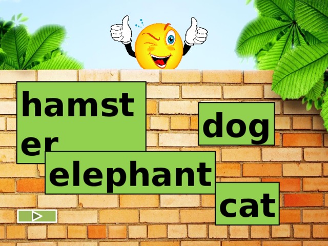hamster dog elephant cat 
