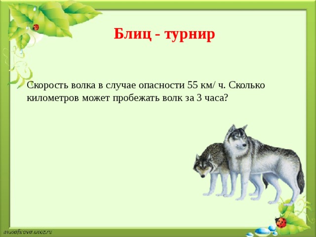 Скорость волка. Скорость бега Волков. Скорость бега волка. Скорость Волков в беге.