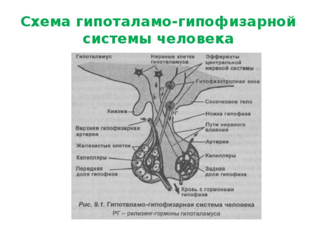 Схема связей в гипоталамо гипофизарной системе