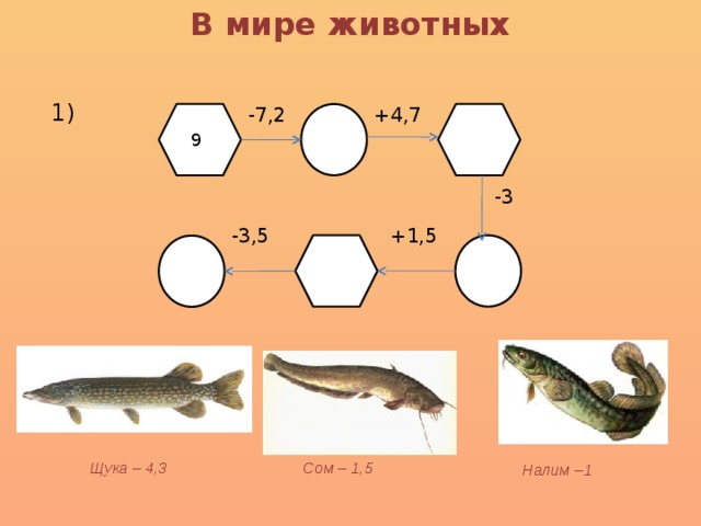 На рисунке изображены сом и налим длина